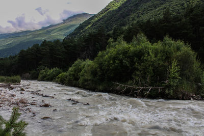 Scenic view of river flowing through forest