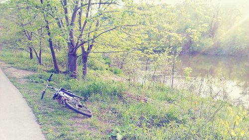 Trees growing in forest