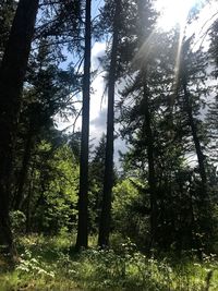 Sunlight streaming through trees in forest