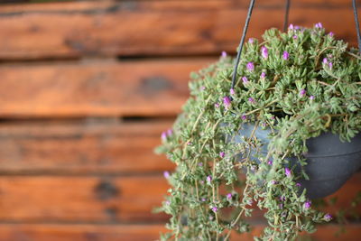 Close-up of purple flowering plant