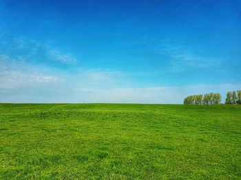 Scenic view of agricultural field against blue sky