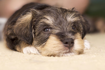 Close-up portrait of puppy