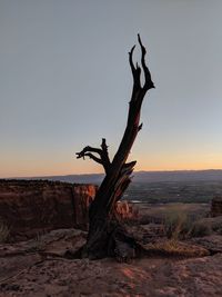 Dead tree on landscape against sky during sunset