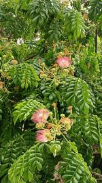 plant