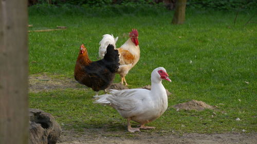 Chickens and duck at farm