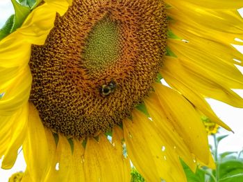 Macro shot of sunflower