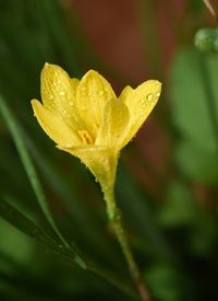 Close-up of wet yellow flower