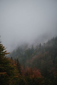Scenic view of forest against sky during foggy weather