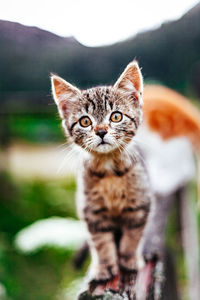 Close-up portrait of a cat