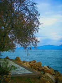 Tree by sea against blue sky