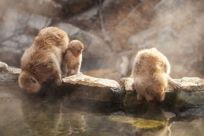 Monkeys in a lake