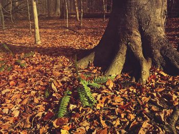 Low section of trees in forest during autumn