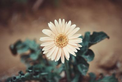 Close-up of white flower