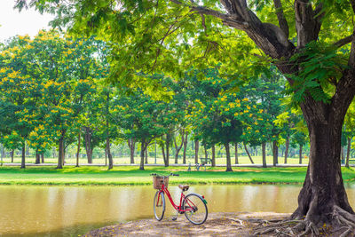 Trees by pond in park