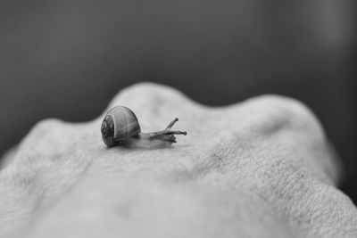 Cropped hand holding snail