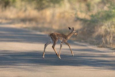 Side view of deer running on land