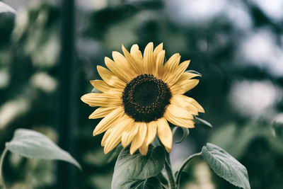 Close-up of yellow sunflower growing outdoors