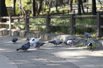 Flock of birds perching on footpath at public park
