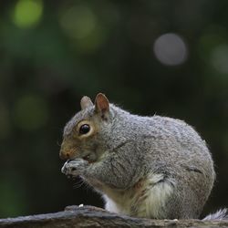 Close-up of squirrel