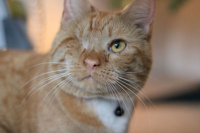 A cute orange kitty looking up at her owner