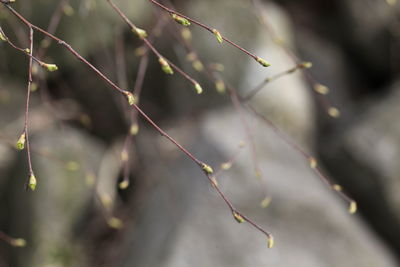 Close-up of leaves on twig