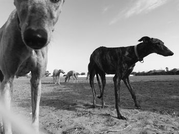 Horses standing in a field