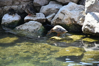 Ducks on rock by lake