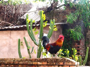 Bird perching on tree in cage