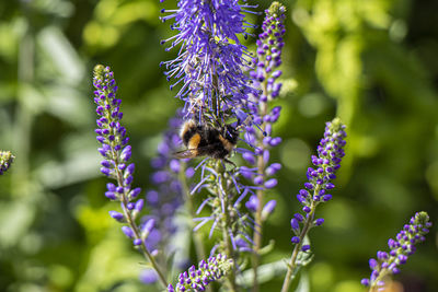 Bee pollinating on purple flowering plant
