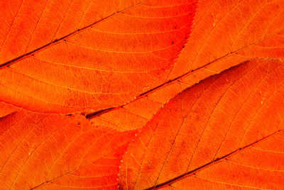 Full frame shot of orange leaf