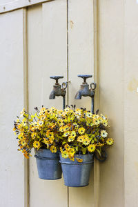 Flowers on potted plant against wall