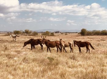 Horses on savana in earthy colour  tone