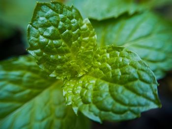 Close-up of green leaf