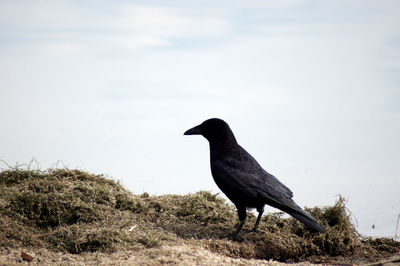 Bird perching on a rock