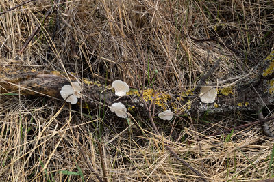 High angle view of mushrooms growing on field