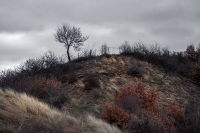 Plants on land against sky