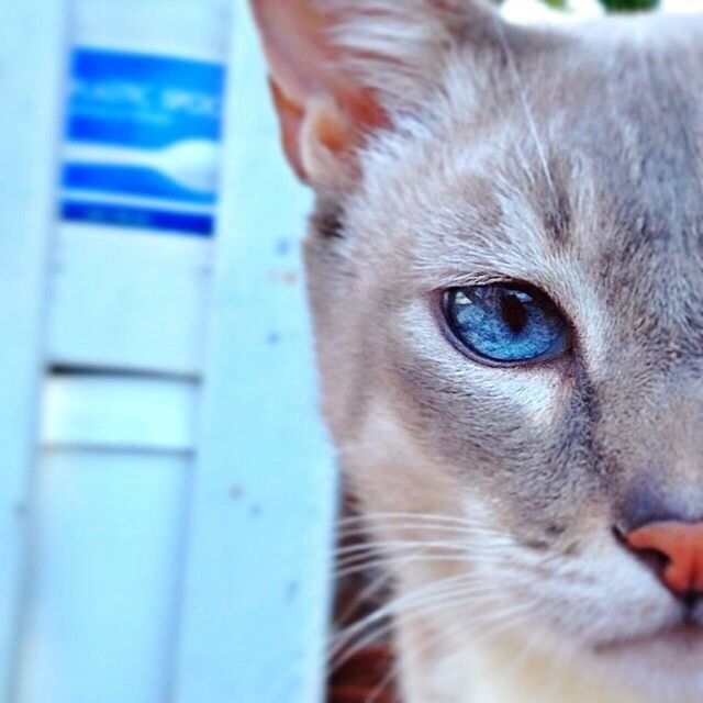 CLOSE-UP OF CAT