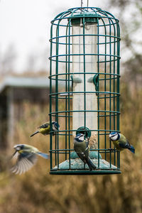 Close-up of bird perching on feeder