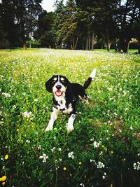 Dog standing on field