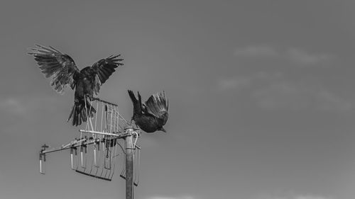 Low angle view of bird flying