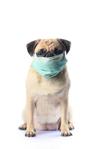 Portrait of a dog sitting against white background