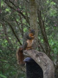 Cat sitting on tree trunk in forest