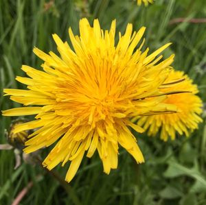 Close-up of yellow flower