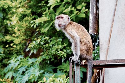 Monkey in front of trees