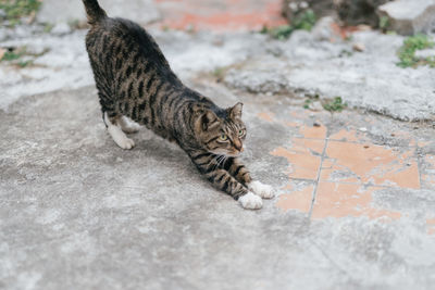 Cat looking away