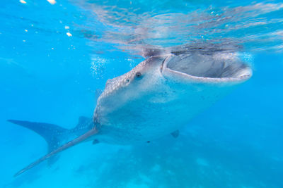 Whale shark swimming in sea