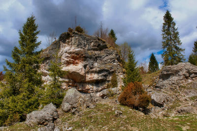 Trees on rock formation against sky