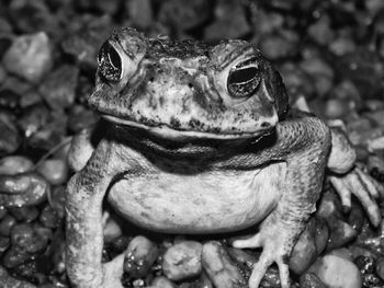 Close-up of frog