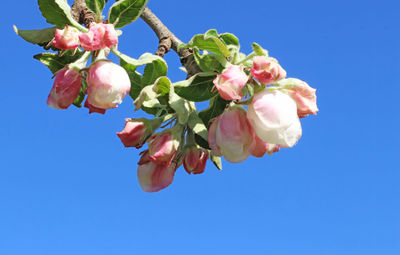 Low angle view of pink flowering plants against blue sky