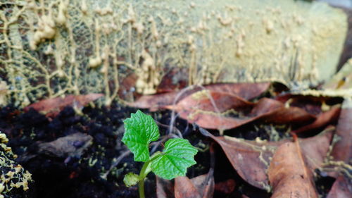 Close-up of plants